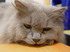 juliesu2001jY
