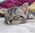 driftcatjY