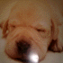 snoopy1966jY