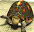 ted_1122jY