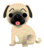 pushyjY