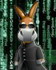 rabbit0716jY